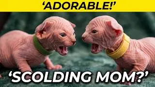 Newborn Kittens Yelling Of Joy - They Are Just Too darn Cute!