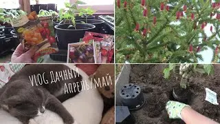 Vlog Дачные дела апрель/май 