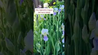 цветущие #ирисы #весной в цветнике #растениядлясада #уходзарастениями #выращиваниецветов в грунте