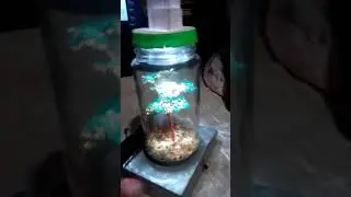 árbol bonsai en alambre de cobre dentro de una botella