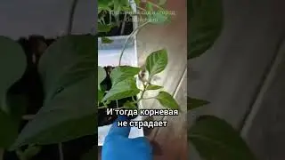 ☝️ Лёгкий способ пикировки рассады