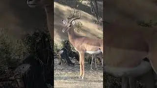 Wildlife shorts compilation 2024 | wildebeest, zebra, imp..