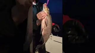 Лещ на троллинг. Как так? 