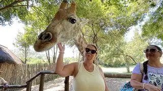 Here comes “Zoey” my wife and I fell in love with this 5 year old baby girl giraffe.🦒 amazing