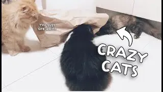 Excited Cats Going Crazy Over Paper Bag