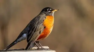 هذا الصوت يهييج طائرك الكناري
