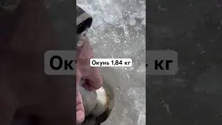 Окунь еле в лунку!😳