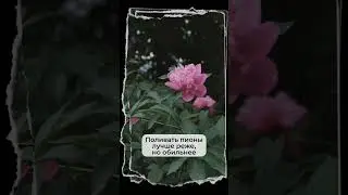 Как экологично срезать, ставить в вазы и сушить пионы
