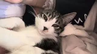 Котенок Муркисс пригрелся с мамой на кроватке