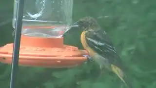 Is this oriole a fledgling?