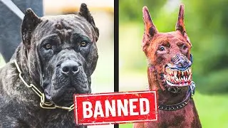10 Dogs Breeds that are Banned in Most Countries | Most Dangerous Dog Breeds