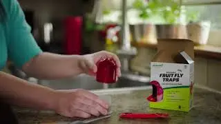 How to Reuse Fruit Fly Traps