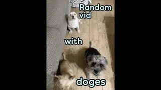 Random video with doges