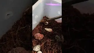 Скорпион Дельта пацифистка