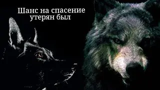 လ​ Волки​ လ​ Шанс​ на спасение утерян был လ