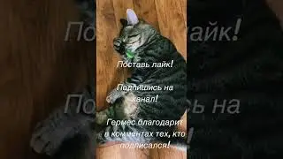 Котик играет. Бой с тенью или игра с самим собой? Дело в зелёной штучке и подушечках. Кошке весело.
