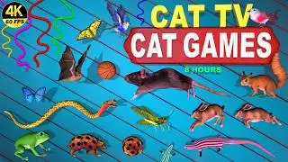 CAT GAMES | VIDEOS FOR CATS TO WATCH ULTIMATE CAT TV ENTERTAINMENT 4K FOR CATS 🐾🐱