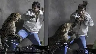 ataques de animais  em seres humanos . ataques de humanos aos animais