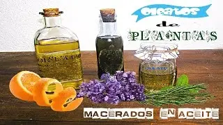 Como preparar oleatos - aceites de plantas.