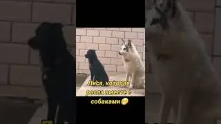 лиса которая росла вместе с собаками оригинал