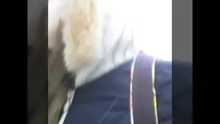 Обманьщица. Хаха. Шутка.