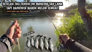 MANCING MELEM JADI EFEKTIF PAKAI CARA INI!! Mancing melem teknik kumbul umpan lumut halus/batu
