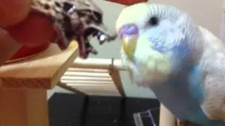 Syrup the baby budgie loves Wolf Ring!
