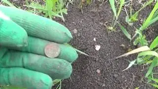 коп на выбитых местах