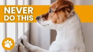 Never Do This When You Leave Your Dog Alone