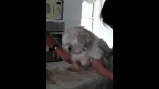 菜塔剃毛实录