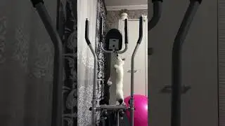 #помощьбездомнымживотным 🐱Пятнышко❤️