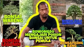 CARA BOWONGSO MENGAJARI TANAMAN MANA SAJA YANG MUDAH DI BONSAI   #BONSAI #BONSAIINDONESIA #BOWONGSO