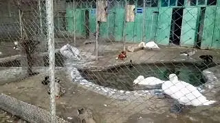 Семейное видео. Наш зверинец  Прогулка(птицы и белка)