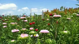 Natural sound of a flower field. The sound of wind,birds and insects