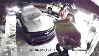 Owl in front of security camera