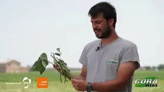 Italian Demo Video - Fagiolino Maserati - CORA x Pop Vriend Seeds