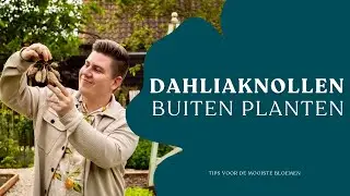 Dahliaknollen buiten planten: tips voor de mooiste bloemen I Angelo Dorny