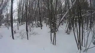 Неожиданная встреча с Рябчиком