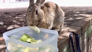 Baby bunny, go for it!