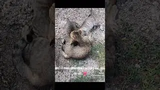 la mamma è sempre la💖 mamma #tiktok #cat