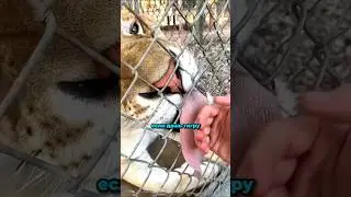 Не давай тигру лизнуть тебя