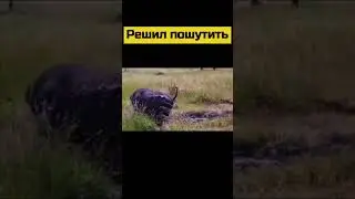 #animal #animals #nature #shortsvideo #wildlife #шортс #шортс2023