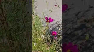 Cosmos #flowers #garden #cottage #gardenplants #annuals