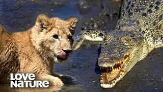 Lion Cub Gets Left Behind As Croc Moves in for the Kill | Africa's Hunters 302