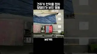 "이게 가능하다고?".. 견주가 새 일꾼으로 댕댕이를 선택한 까닭