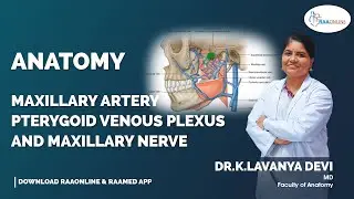 Maxillary Artery Pterygoid Venous Plexus and Maxillary Nerve