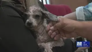 How to get involved at local animal shelters