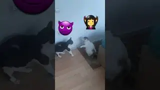 #funny #satisfying #motanshow #calico Doi nervoși