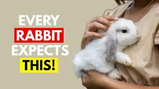 8 Unspoken Rules Rabbits Expect You To Follow