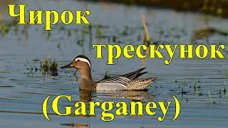 Чирок трескунок (Garganey)